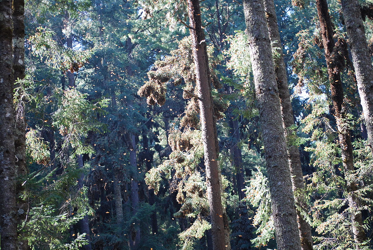 Trees in Sierra Chincua, Michoacan, Mexico